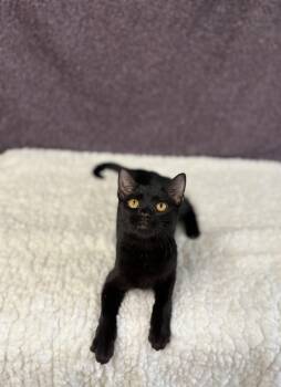 Rescue Domestic Short Hair Cats for Adoption in Upper Sandusky, Ohio - Lord Farquaad | PetCurious