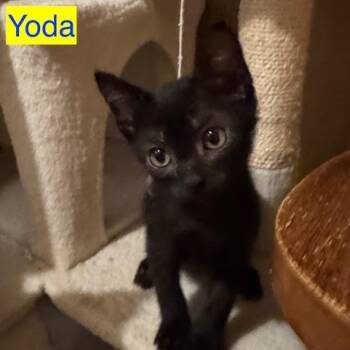 Rescue Domestic Short Hair Cats for Adoption in Austin, Texas - Yoda LS | PetCurious
