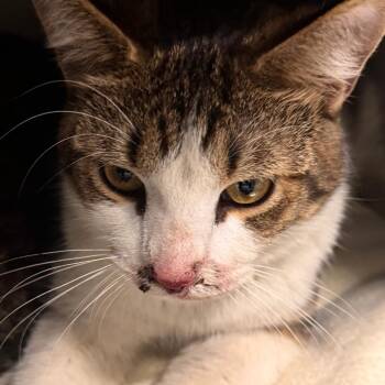Domestic Short Hair Cats Available for Adoption in Wheeling, Illinois - Kelly | PetCurious
