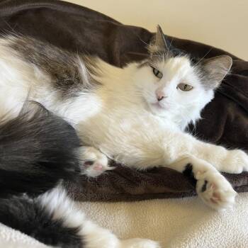 Domestic Long Hair Cats Available for Adoption - Mima | PetCurious