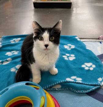 Clockwork -  Domestic Medium Hair Cat for Adoption in Fort Lupton, Colorado - Clockwork | PetCurious