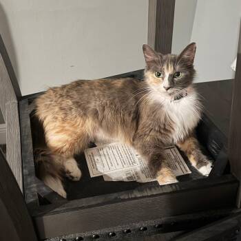 Summer -  Domestic Medium Hair Cat for Adoption in Beaumont, Texas - Summer | PetCurious
