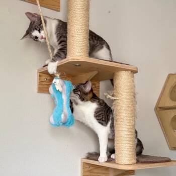Delta -  Domestic Short Hair Cat for Adoption in Gibsonia, Pennsylvania - Delta | PetCurious