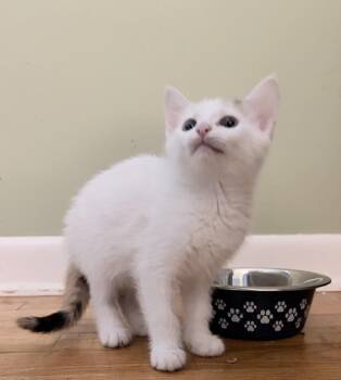 Eugenie -  Domestic Short Hair and Calico Cat for Adoption in Wilmington, North Carolina - Eugenie | PetCurious