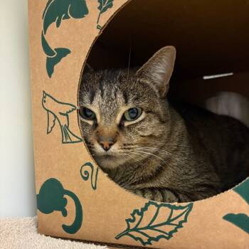 Rescue Domestic Short Hair Cats for Adoption in Fairport, New York - Saoirse | PetCurious