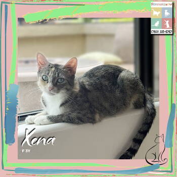 Rescue Domestic Short Hair and Torbie Cats for Adoption in Palm Desert, California - Xena | PetCurious