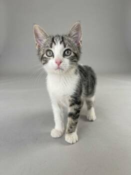 Radley -  Domestic Short Hair Cat for Adoption in Nashville, Tennessee - Radley | PetCurious