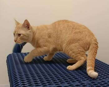 Redwood -  Domestic Short Hair Cat for Adoption in Springfield, Illinois - Redwood | PetCurious