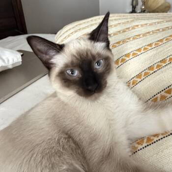 Glacier -  Domestic Short Hair Cat for Adoption in Medina, Ohio - Glacier | PetCurious