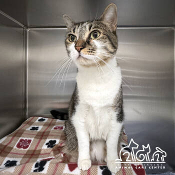 Rescue Domestic Short Hair Cats for Adoption in Irvine, California - MR.CAT | PetCurious