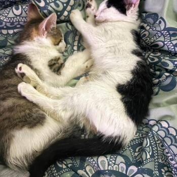 Rusty -  Domestic Short Hair Cat for Adoption in Jarrettsville, Maryland - Rusty | PetCurious