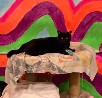 Bombay -  Domestic Short Hair Cat for Adoption in Saint James City, Florida - Bombay | PetCurious