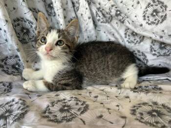 Root Beer -  Domestic Short Hair Cat for Adoption in Corpus Christi, Texas - Root Beer | PetCurious