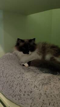 Fla-Fol (Bonded with Scooter) -  Domestic Long Hair Cat for Adoption in Charleston, South Carolina - Fla-Fol (Bonded With Scooter) | PetCurious
