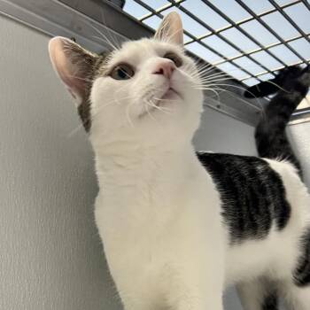 Moby -  Domestic Short Hair Cat for Adoption in Oneonta, New York - Moby | PetCurious