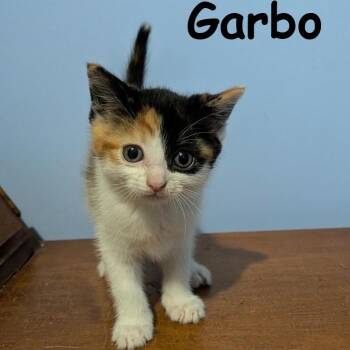Calico Cats Available for Adoption in New Bern, North Carolina - GARBO Kitten (f) | PetCurious