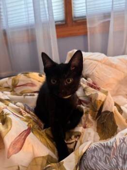 Twig -  Domestic Short Hair Cat for Adoption in Mokena, Illinois - Twig | PetCurious