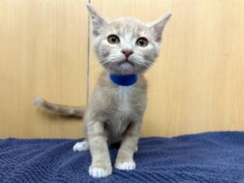 FINAU -  Domestic Short Hair Cat for Adoption in Brentwood, Missouri - FINAU | PetCurious