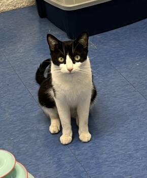 Rescue Domestic Short Hair Cats for Adoption in Harrison, New York - Wynonna | PetCurious