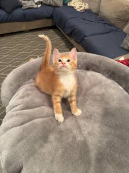 Domestic Short Hair Cats Available for Adoption in San Antonio, Texas - Simba | PetCurious