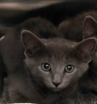 Anderson -  Domestic Short Hair Cat Available for Adoption in Henderson, North Carolina - Anderson | PetCurious