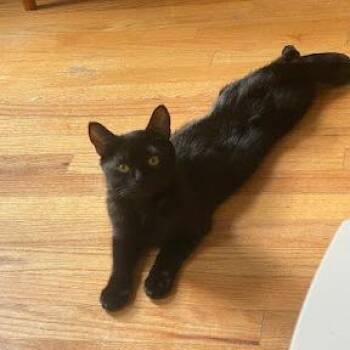 Wobble -  Domestic Short Hair Cat for Adoption in New York, New York - Wobble | PetCurious