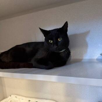 Rescue Domestic Short Hair Cats for Adoption in Washougal, Washington - Rigel | PetCurious