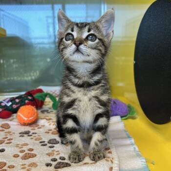 Domestic Short Hair Cats Available for Adoption in Abilene, Texas - Madelynn | PetCurious