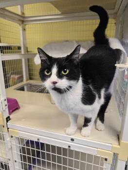 Rescue Domestic Short Hair Cats for Adoption in Cortland, New York - Kevin | PetCurious