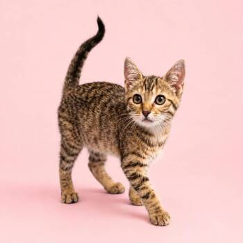 Angelica -  Domestic Short Hair Cat for Adoption in Rocky Mount, Virginia - Angelica | PetCurious