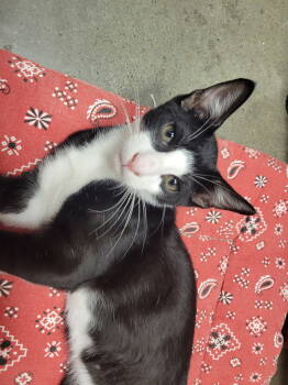 Rescue Domestic Short Hair Cats for Adoption in Prosper, Texas - Vito | PetCurious