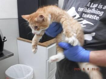 WOODY -  Domestic Medium Hair and Domestic Short Hair Cat for Adoption in Oroville, California - WOODY | PetCurious
