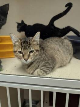 Wendy - I AM AT PetSmart Framingham -  Domestic Short Hair Cat for Adoption in East Brookfield, Massachusetts - Wendy - I AM AT PetSmart Framingham | PetCurious