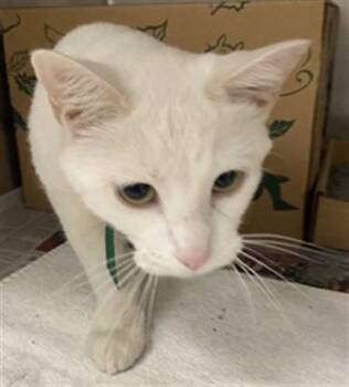 Domestic Short Hair Cats Available for Adoption - TYRONE | PetCurious