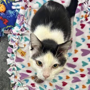 Charles -  Domestic Short Hair Cat for Adoption in Los Angeles, California - Charles | PetCurious