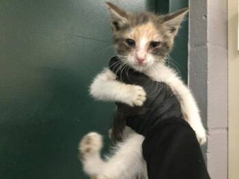 Domestic Short Hair Cats Available for Adoption in Thousand Palms, California - CALI | PetCurious