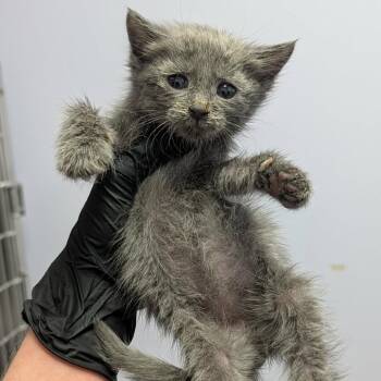 Leslie -  Domestic Medium Hair Cat for Adoption in Portage, Michigan - Leslie | PetCurious