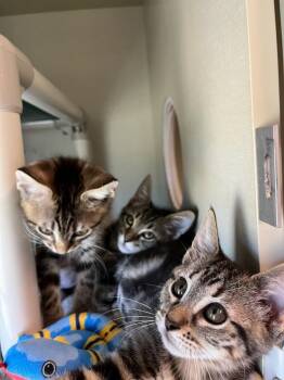 Shock -  Domestic Short Hair Cat for Adoption in Fort Collins, Colorado - Shock | PetCurious