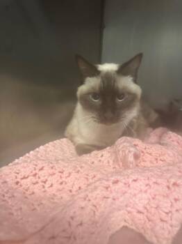 Misa -  Siamese Cat for Adoption in Pine Grove, Pennsylvania - Misa | PetCurious