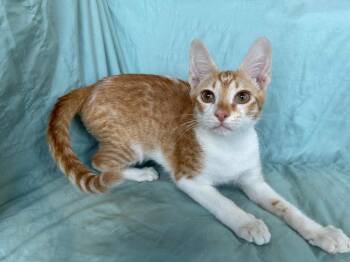 Oliver -  Domestic Short Hair Cat for Adoption in Corpus Christi, Texas - Oliver | PetCurious