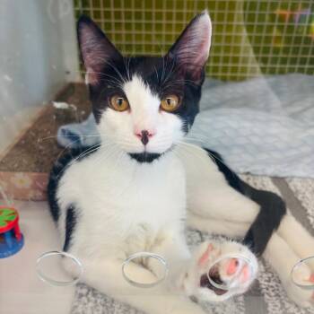 Doc -  Domestic Short Hair Cat for Adoption in Woodbury, New Jersey - Doc | PetCurious