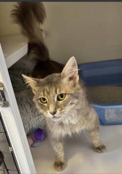Chessie -  Domestic Medium Hair Cat for Adoption in White Cloud, Michigan - Chessie | PetCurious