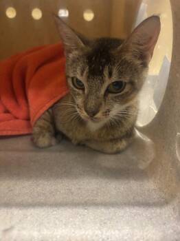 Lorelei -  Domestic Short Hair Cat for Adoption in Douglasville, Georgia - Lorelei | PetCurious
