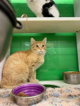 Rescue Domestic Short Hair Cats for Adoption in Cleveland, Ohio - Benson Boone | PetCurious