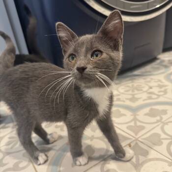 Rescue Domestic Short Hair Cats for Adoption in Missouri City, Texas - Johnny-O | PetCurious