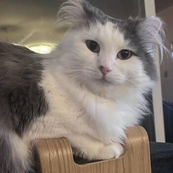 Domestic Long Hair Cats Available for Adoption in Kirkland, Washington - Jewell Beautiful Shyer Lady! | PetCurious