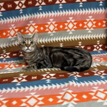 Theo -  Domestic Short Hair Cat for Adoption in Waterloo, Iowa - Theo | PetCurious