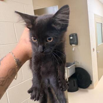 Baraka -  Domestic Short Hair Cat for Adoption in Winston-salem, North Carolina - Baraka | PetCurious
