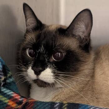 Snowshoe and Domestic Short Hair Cats Available for Adoption in Springfield, Illinois - Jinx | PetCurious