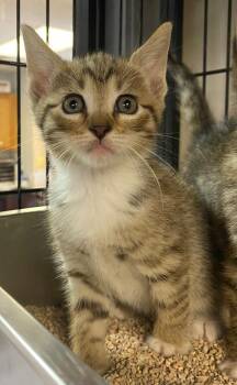 Juniper -  Domestic Short Hair Cat for Adoption in Lockhart, Texas - Juniper | PetCurious